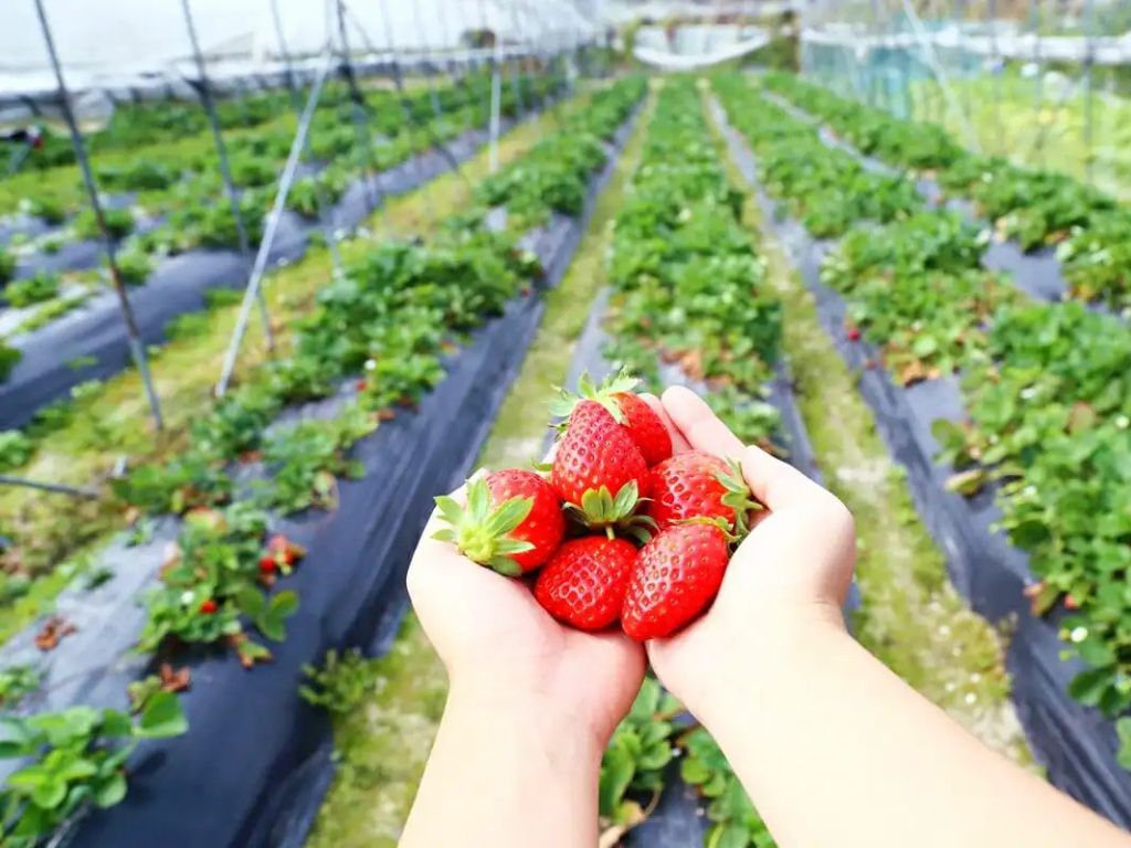 Visit a strawberry farm